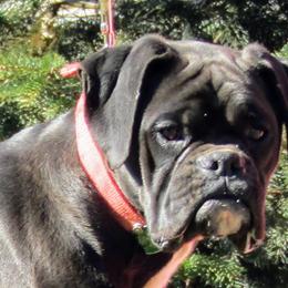 Boxers and Golden Retrievers from Shady Rill puppies