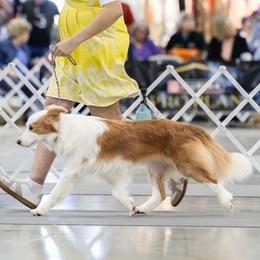 Charm - Border Collie