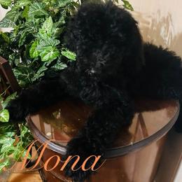 Poodle Puppies from Semmy’s standard Poodle