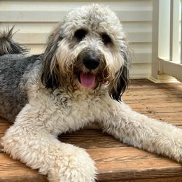 Violet - Bernedoodle