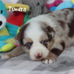 Tundra - Red merle male Miniature Australian Shepherd puppy in Garden Plain, Kansas from Krazy K Aussies
