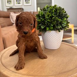 Austin - Red  male Goldendoodle puppy in Alamance County, North Carolina from Doodle Squad Puppies
