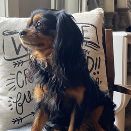 Cavalier King Charles Spaniels and Companion Crosses from Bluffroads Cavaliers and Chiliers