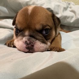 Sausage McMuffin - Red and white male Bulldog puppy in Wolf Creek, Oregon from Dejah Bleu Bulldogs