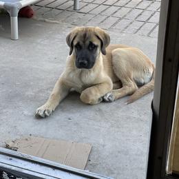 Anatolian Shepherd Dog Puppies from Fiddler’s Dream Anatolians