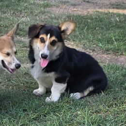 Spur - Black and tan male Pembroke Welsh Corgi puppy in Charleston, Arkansas from Hilltop Corgis