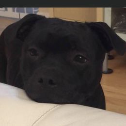 Staffordshire Bull Terriers from Alchemist Staffords