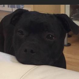 Staffordshire Bull Terriers from Alchemist Staffords