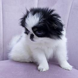 Chanel - Black tan and white female Japanese Chin puppy in Johnson City, Tennessee from Erin & Friends Japanese Chin