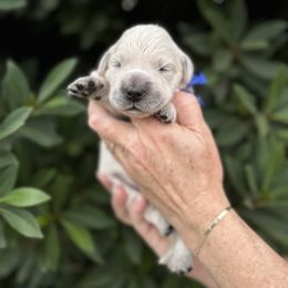 Golden Retriever Puppies from Sanctuary Ranch Goldens