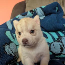 Ash - Red and white female Siberian Husky puppy in Wisconsin from Liberty Siberians
