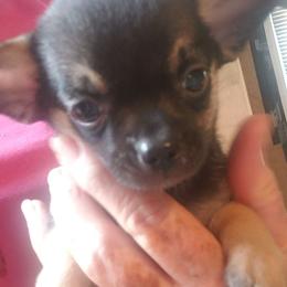 Charlie - Black and white male Chihuahua puppy in Nc, Florida from Brusseluv2