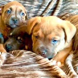American Bullies from Alaska Rose Kennels