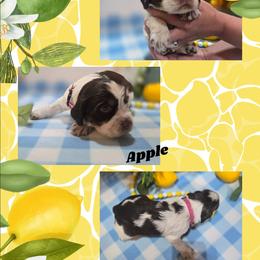 Girl 1 Apple - Liver white and tan female English Springer Spaniel puppy in Saginaw, Michigan from Kemerer Springers