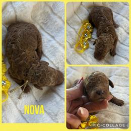 Nova - Red  female Poodle puppy in Mount Vernon, Illinois from AMC Poodles