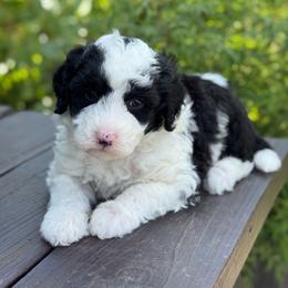 Lollipop - Black and white male Sheepadoodle puppy in Wharton, Texas from Little Fur Friends