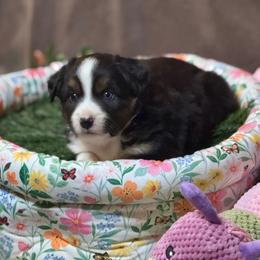 Coal - Black tri male Miniature Australian Shepherd puppy in California from Eagle River Aussies
