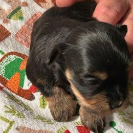 Girl 1 - Black and tan female Havanese puppy in Melba, Idaho from Lawson Havanese