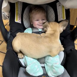 French Bulldog Puppies from Knollridge Frenchies