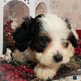Rudolph - Tri-color male Cavapoo puppy in Cocolalla, Idaho from Kelley's Goldens Poodles and Doodles