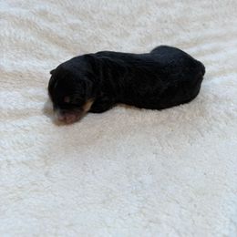 Jax - Black tri-color male Aussiedoodle puppy in Grants Pass, Oregon from Woodwind Miniatures