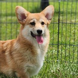 Daphne - Red female Pembroke Welsh Corgi puppy in Dunbar, Nebraska from Vintage Corgis