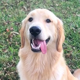 Golden Retrievers from Piedmont Golden Retrievers