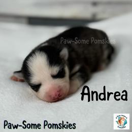 Andrea - Black and white female Pomsky puppy in Krum, Texas from Paw-Some Pomskies