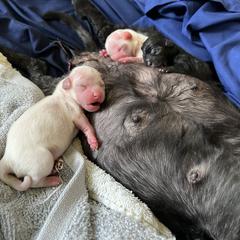 Shorkie Puppies from Lee's Pups
