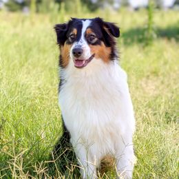 Bear - Black tri-color male Australian Shepherd puppy in Paradise, Texas from Mtn Springs Kennels