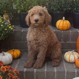 Orchard - Red  female Goldendoodle puppy in Milan, Tennessee from Twin Oak Goldendoodles