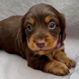 GODIVA (purple) - Chocolate and tan female Dachshund puppy in Vero Beach, Florida from Joseph’s Dachshunds