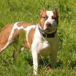 Roadblock - American Staffordshire Terrier