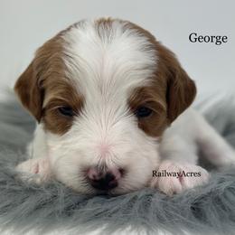 George-Petite - Parti male Goldendoodle puppy in Milford, Indiana from Railway Acres Kennel