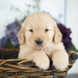 Mr Black - Golden male Golden Retriever puppy in Moapa, Nevada from Little Bitta Luck Farms