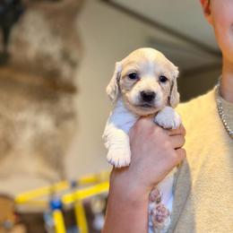Sadie - Piebald female Dachshund puppy in Hornbeck, Louisiana from A&Z Mini Dachshunds