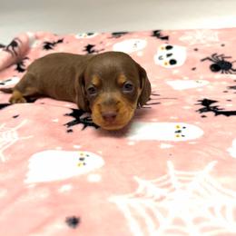 AKC Pluto - Chocolate and tan male Dachshund puppy in Laveen, Arizona from Acosta Kennel
