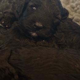 Louis - Black male Poodle puppy in Lakehills, Texas from Simply Southern Retrievers, LLC
