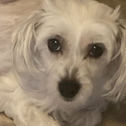 Ling  - Chinese Crested