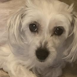 Ling  - Chinese Crested
