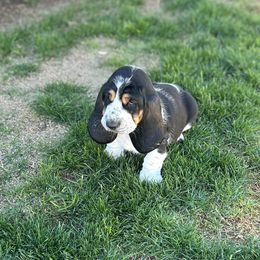 Girl 3 - Basset Hound puppy in Gilbert, Arizona from Redhead Hounds