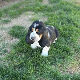 Girl 3 - Basset Hound puppy in Gilbert, Arizona from Redhead Hounds
