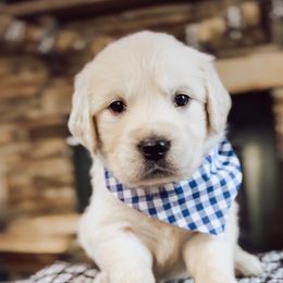 Golden Retriever Puppies from Grace Golden Retrievers