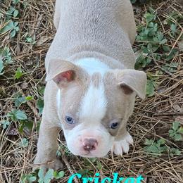 Cricket - Lilac male Boston Terrier puppy in Griffin, Georgia from Celtic Performance Bostons