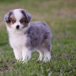 Cooper - Blue merle male Toy Australian Shepherd puppy in Georgetown, Texas from Minikin Manor
