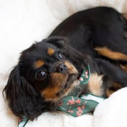 Cavalier King Charles Spaniels from Le Claire Cavaliers