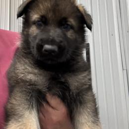 Piper Vom Top Gun - Sable male German Shepherd puppy in Great Cacapon, West Virginia from Top Gun Shepherds, LLC