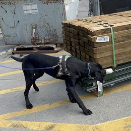 SoCo - Labrador Retriever