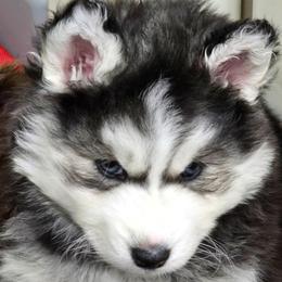 Party - Black and white female Siberian Husky puppy in East Tawas, Michigan from BurnsBerg's Woolies