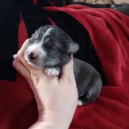 Blue-bell - Blue merle female Australian Shepherd puppy in Sultan, Washington from Van Huitt Australian Shepherds